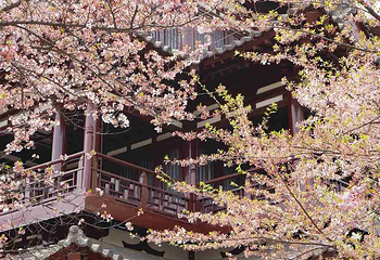 青龙寺第 51 张图片