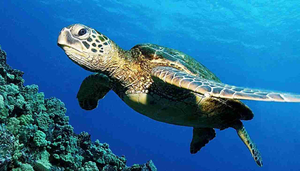 烟台海昌鲸鲨海洋公园第 4 张图片