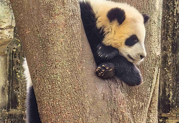 成都大熊猫繁育研究基地第 456 张图片