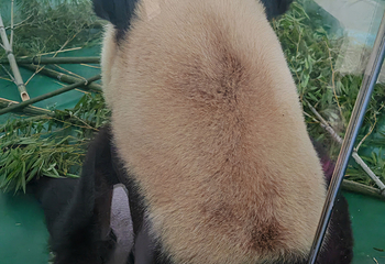 安吉竹博园第 120 张图片