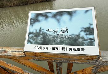 黄河口生态旅游区第 88 张图片