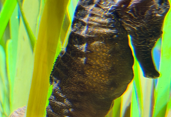 新加坡海洋生态馆第 145 张图片