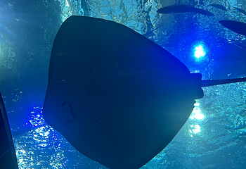 冲绳美丽海水族馆第 247 张图片