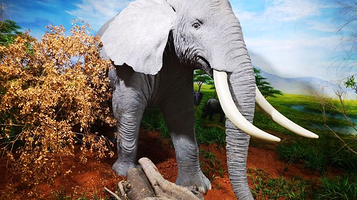 厦门大学生物博物馆