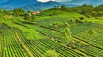 万亩茶园