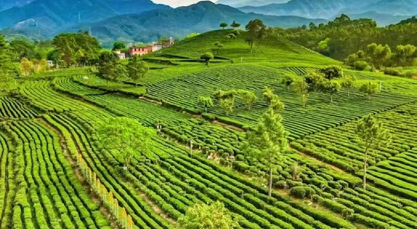 万亩茶园