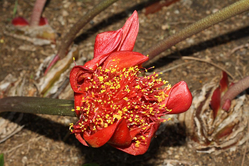 Jardin Botanico Marimurtra第 14 张图片