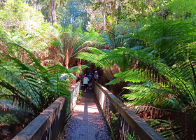 Melba Gully National Park