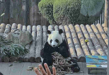 大连森林动物园第 135 张图片