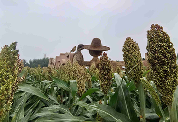 只有河南·戏剧幻城第 169 张图片
