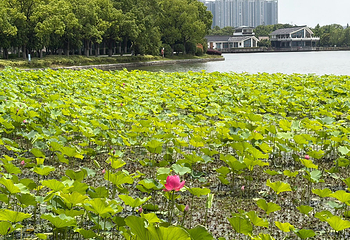 石湖景区第 48 张图片