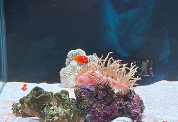 三亚亚特兰蒂斯失落的空间水族馆第 156 张图片