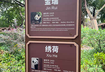 成都大熊猫繁育研究基地第 402 张图片