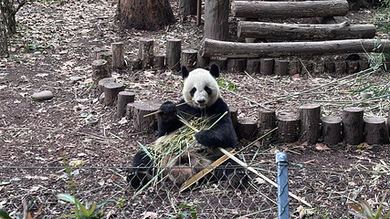 成都大熊猫繁育研究基地第 259 张图片