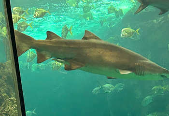 佛州水族馆第 33 张图片