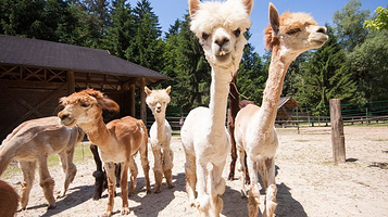 卢布尔雅那动物园