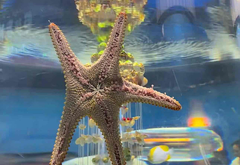 上海海昌海洋公园第 423 张图片