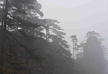 黄山风景区第 506 张图片