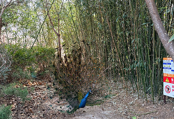青岛森林野生动物世界第 60 张图片