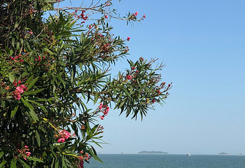 彩蝶湾景区第 41 张图片