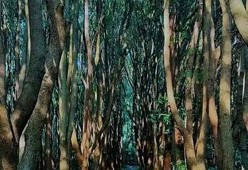 同里国家湿地公园第 126 张图片