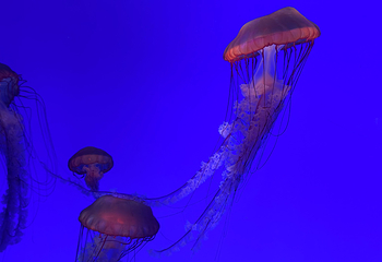 上海海洋水族馆第 160 张图片