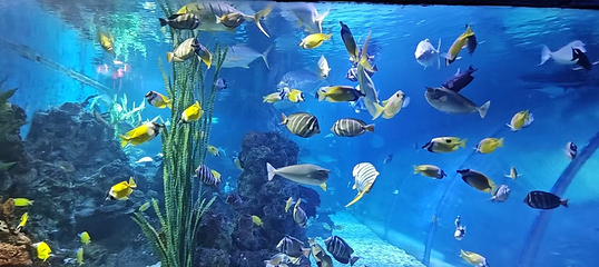 老虎滩海洋公园第 124 张图片