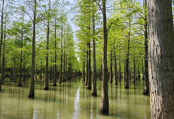 泗洪洪泽湖湿地景区第 62 张图片