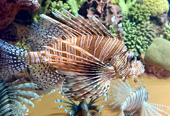 上海海洋水族馆第 124 张图片