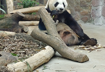 成都大熊猫繁育研究基地第 372 张图片