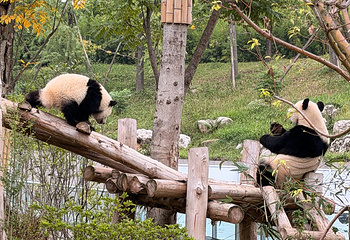 成都大熊猫繁育研究基地第 280 张图片