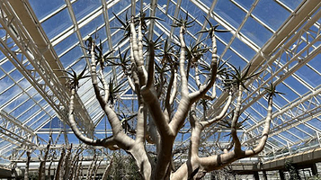 Conservatory, Kirstenbosch Botanical Gardens