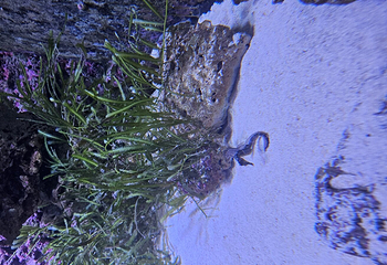 丹麦国立水族馆第 46 张图片