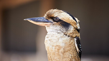 橡树谷农场动物园