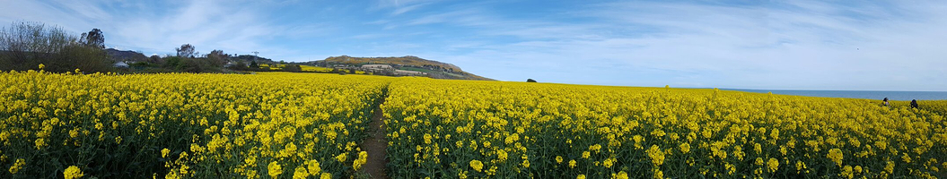 Bray Head Cliff Walk