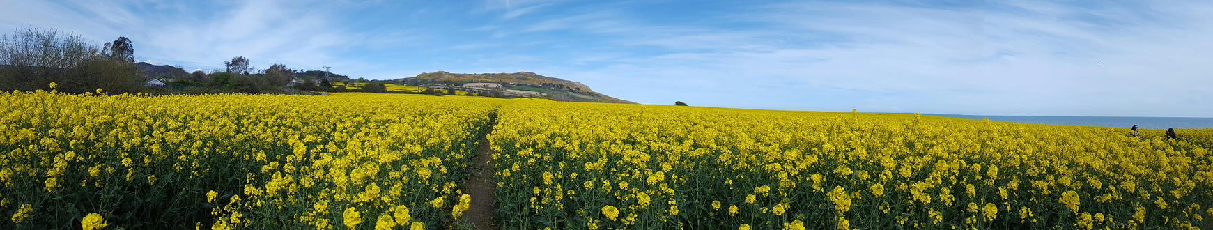 Bray Head Cliff Walk