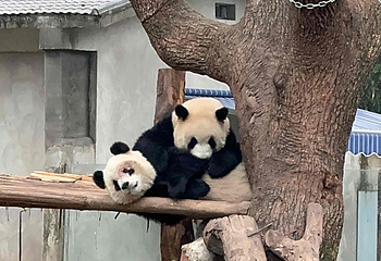 重庆动物园第 163 张图片