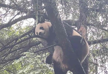 红山森林动物园第 359 张图片