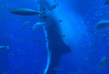 冲绳美丽海水族馆第 94 张图片