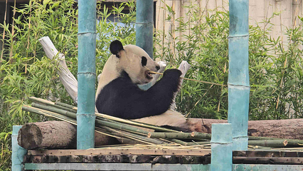 岳阳中华大熊猫苑第 6 张图片