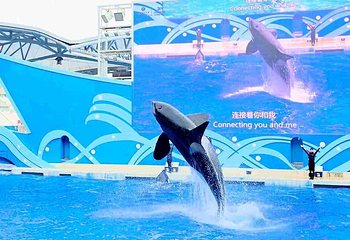上海海昌海洋公园第 396 张图片