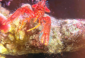 济州岛Aqua Planet水族馆第 83 张图片