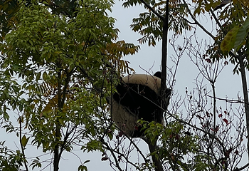 成都大熊猫繁育研究基地第 755 张图片