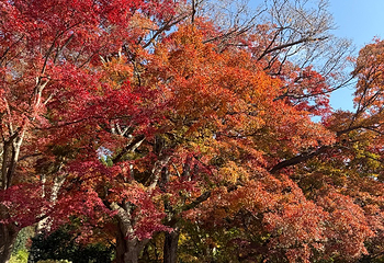 胜尾寺第 63 张图片
