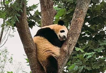 成都大熊猫繁育研究基地第 393 张图片