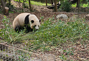 成都大熊猫繁育研究基地第 152 张图片