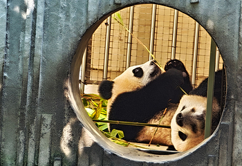 卧龙中华大熊猫苑神树坪基地第 89 张图片