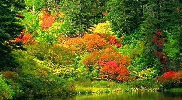 宜兴市珍稀植物园