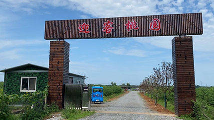 迎客桃园第 1 张图片