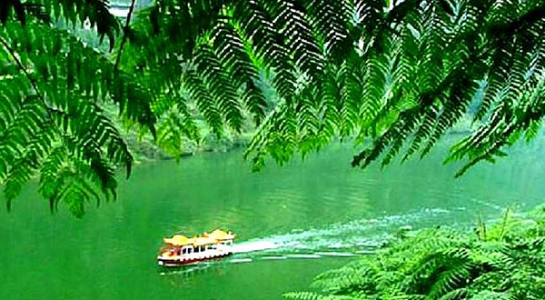 深圳仙湖植物园-桫椤湖